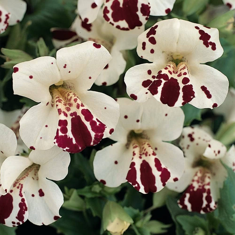 White Mimulus Hybridus Flower seeds for Planting - Seasonal Bloomer, Heirloom & GMO Free Seeds for Home Garden
Sale seeds for planting in home garden