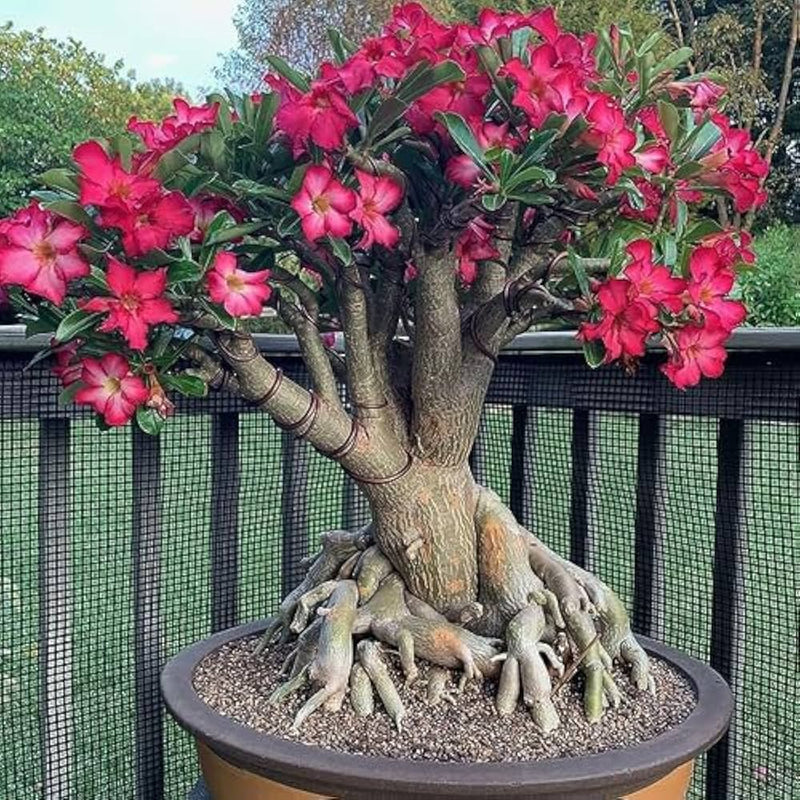 Rose Planting Seeds for Bonsai Flower Gardens: Nurture Timeless Beauty in Your Green Space