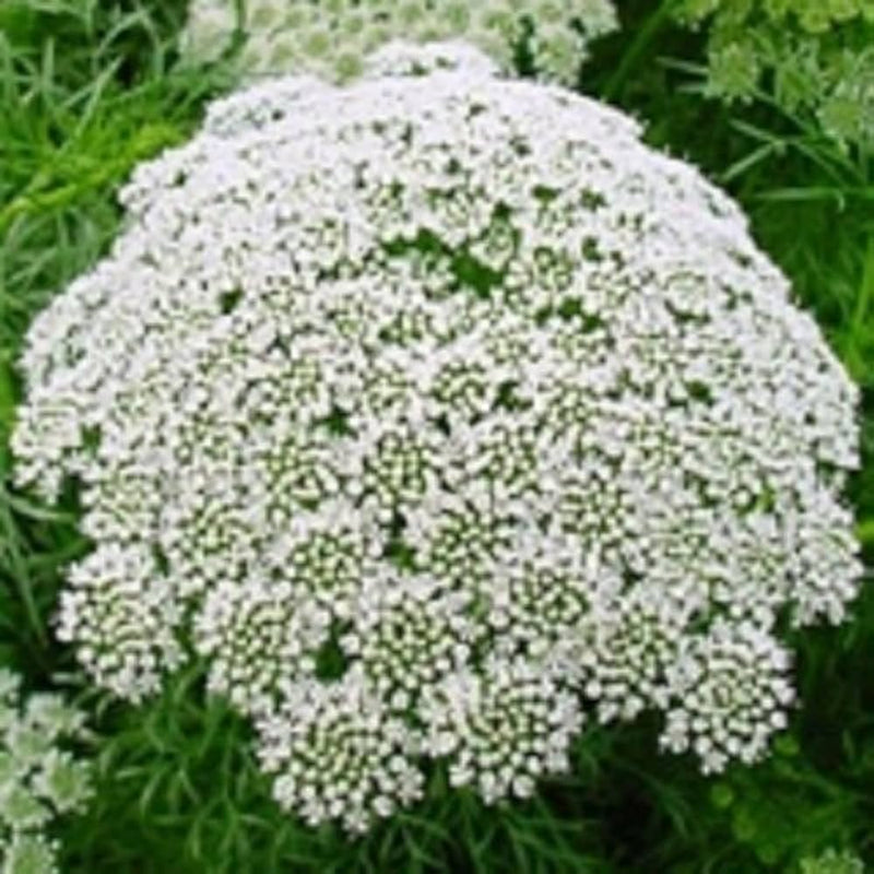 Lace Flower seeds for Planting - Pollinator Friendly, Heirloom & GMO Free Seeds for Home Garden
Sale seeds for planting in home garden