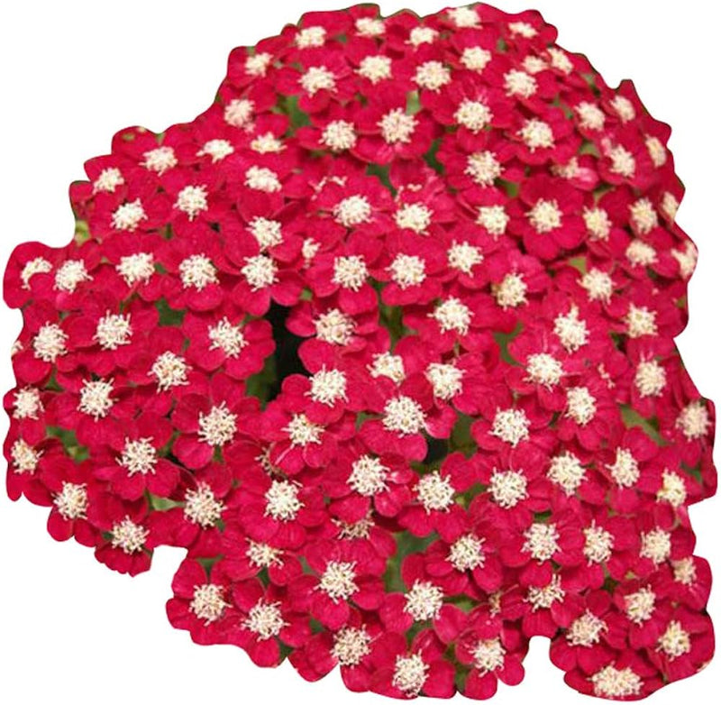 Red Achillea Flower seeds for Planting - Colorful Display, Heirloom & GMO Free Seeds for Home Garden
Sale seeds for planting in home garden