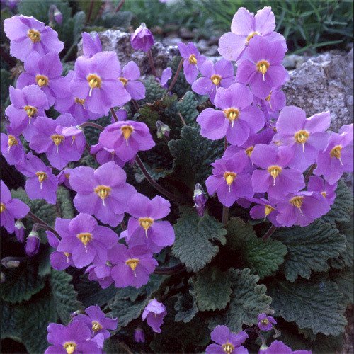 Ramonda Myconi Flower seeds for Planting - Low Maintenance, Heirloom & GMO Free Seeds for Home Garden
