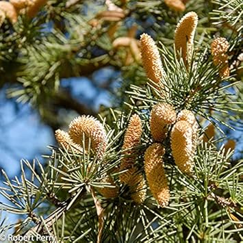 Cedrus Deodara Tree Seeds for Planting - Cut Flower Favorite, Heirloom & GMO Free Seeds for Home Garden
Sale seeds for home garden