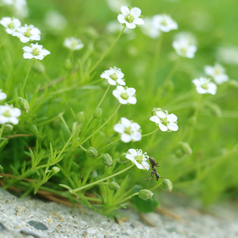 White Sagina Subulata Flower seeds for Planting - Wildflower Mix, Heirloom & GMO Free Seeds for Home Garden