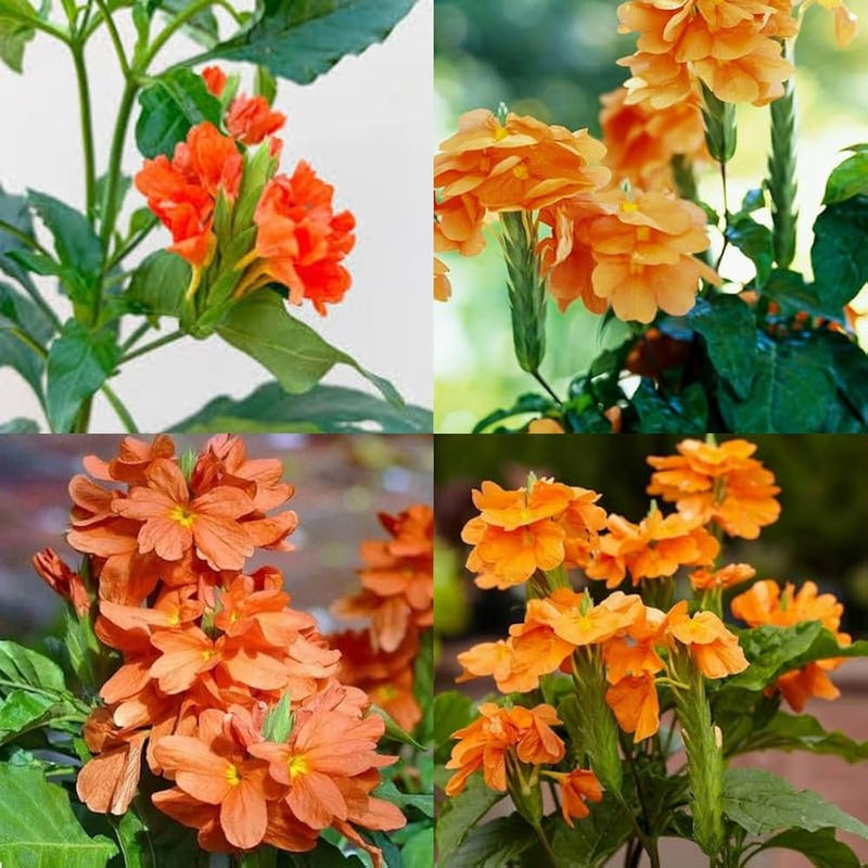 Crossandra Semi Flower seeds for Planting - Fragrant Blossoms, Heirloom & GMO Free Seeds for Home Garden