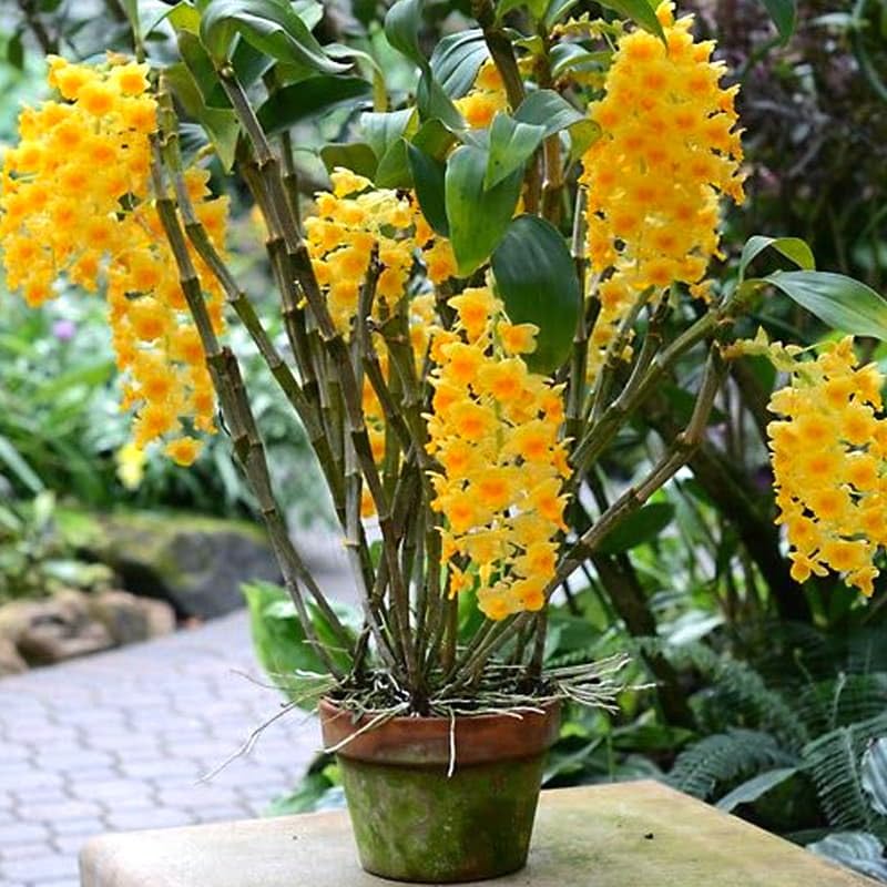 Yellow Densiflorum Flower seeds for Planting - Perfect for Borders, Heirloom & GMO Free Seeds for Home Garden