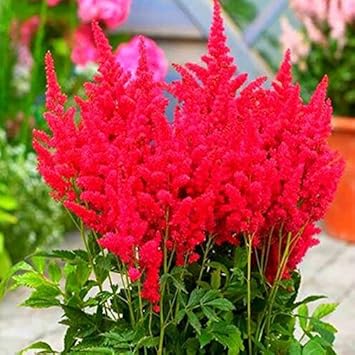 Red Astilbe Perennial Flower seeds for Planting - Pollinator Friendly, Heirloom & GMO Free Seeds for Home Garden
Sale seeds for planting in home garden