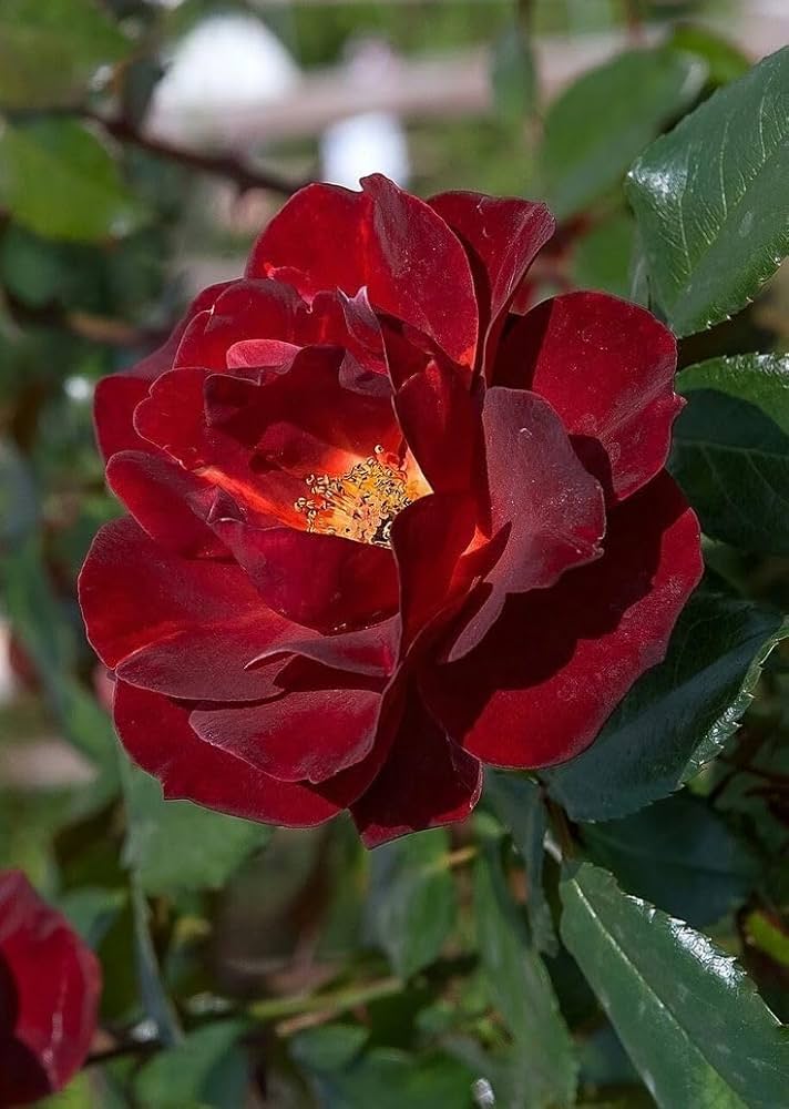 Rugosa Rose Red Flower Seeds for Planting Vibrant Blooms for Your Garden