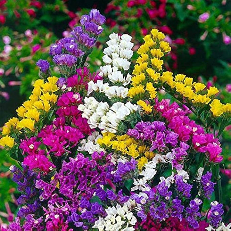 Statice Flower seeds for Planting Premium Quality Heirloom & GMO Free Seeds for Home Garden