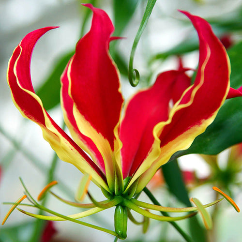Red Rothschildiana Flower seeds for Planting - Perfect for Borders, Heirloom & GMO Free Seeds for Home Garden