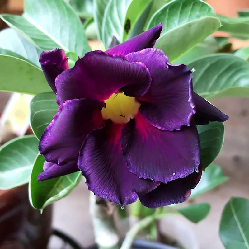Purple Adenium Flower seeds for Planting - Vibrant Colors, Heirloom & GMO Free Seeds for Home Garden
Sale for planting in home garden