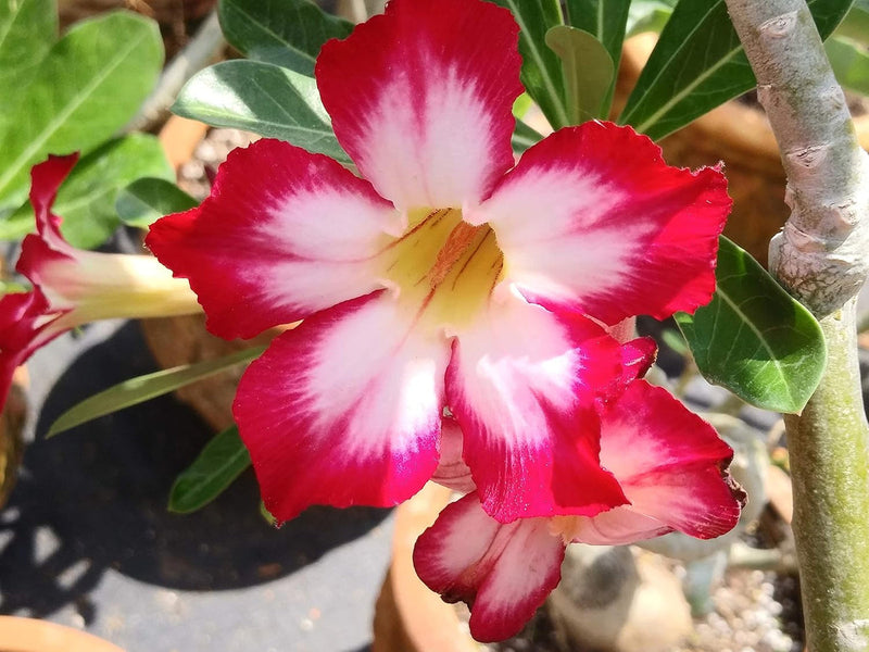 Adenium Obesum Flower seeds for Planting - Pollinator Friendly, Heirloom & GMO Free Seeds for Home Garden
Sale seeds for planting in home garden