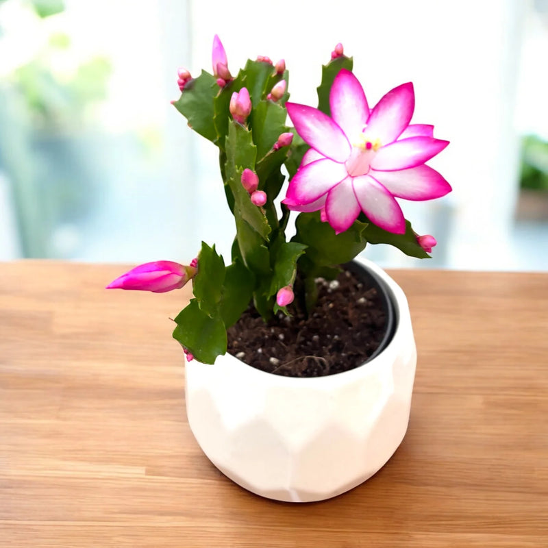 Purple Schlumbergera Flower seeds for Planting - Colorful Display, Heirloom & GMO Free Seeds for Home Garden