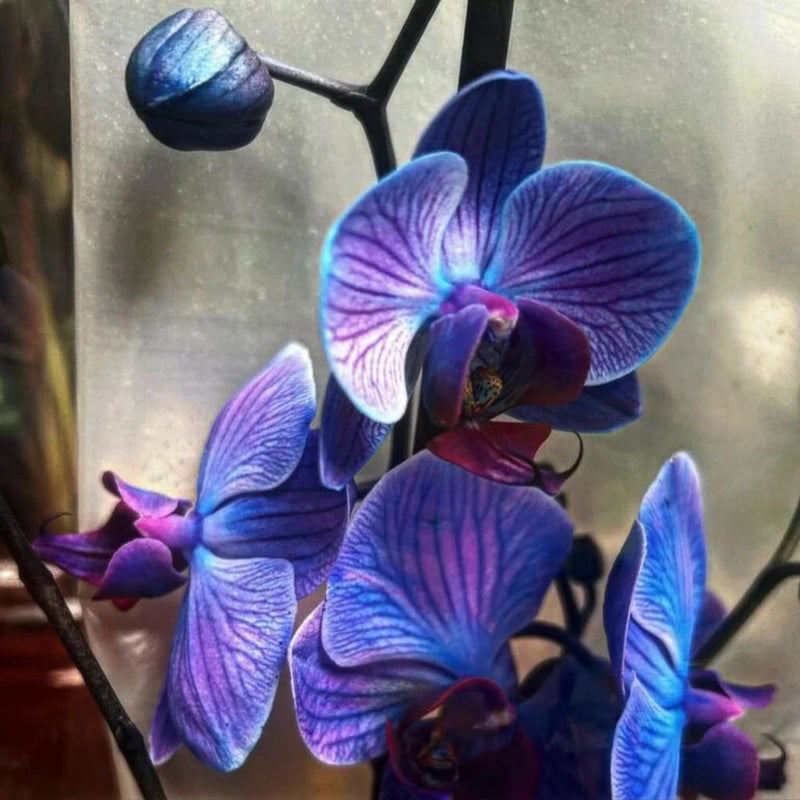 Blue-Purple Phalaenopsis Orchid Seeds Flower seeds for Planting - Perfect for Borders, Heirloom & GMO Free Seeds for Home Garden