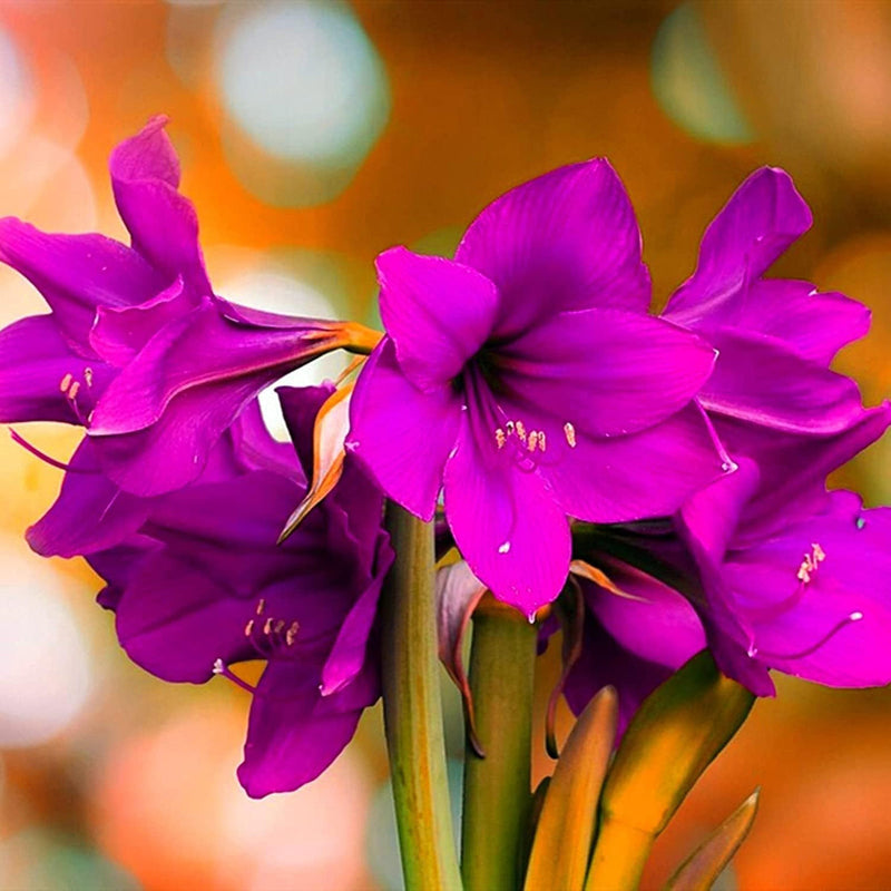 Purple Echte Amaryllis Flower seeds for Planting - Low Maintenance, Heirloom & GMO Free Seeds for Home Garden
Sale for planting in home garden.
