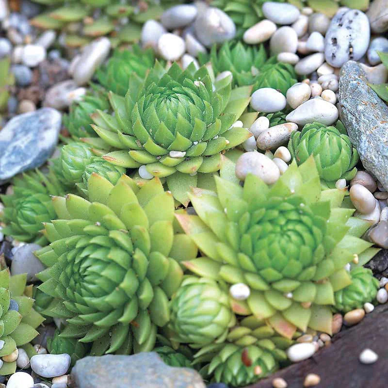 Hens and Chicks Flower seeds for Planting - Sun Loving, Heirloom & GMO Free Seeds for Home Garden
Sale seeds for planting in home garden