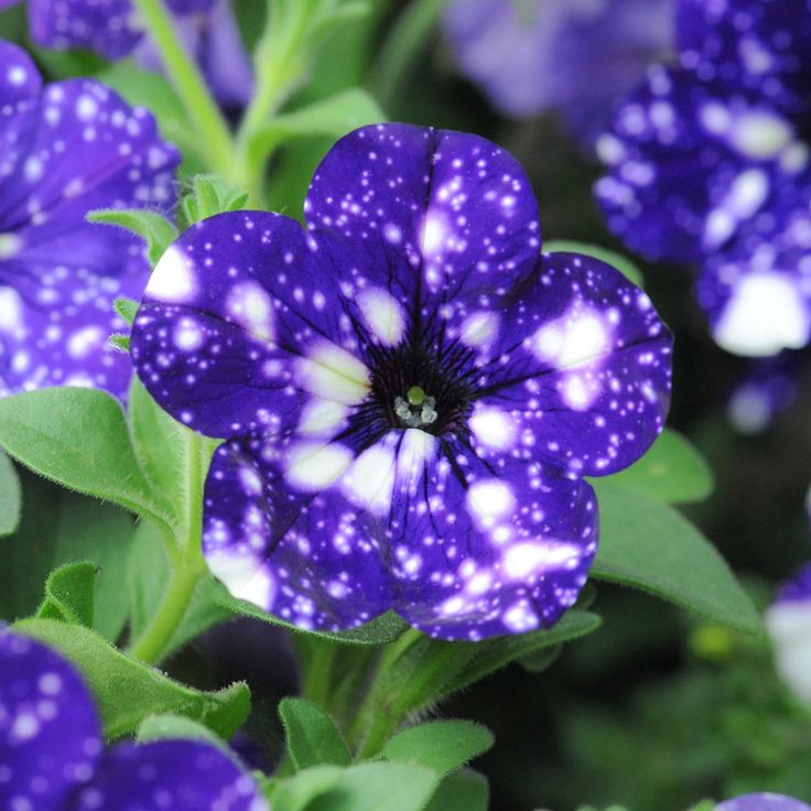 Blue & White Petunia Flower seeds for Planting - Premium Quality, Heirloom & GMO Free Seeds for Home Garden