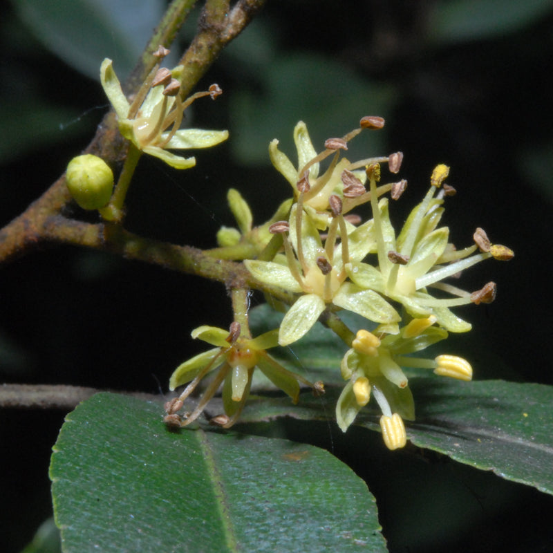 Green Toddalia Flower seeds for Planting - Sun Loving, Heirloom & GMO Free Seeds for Home Garden