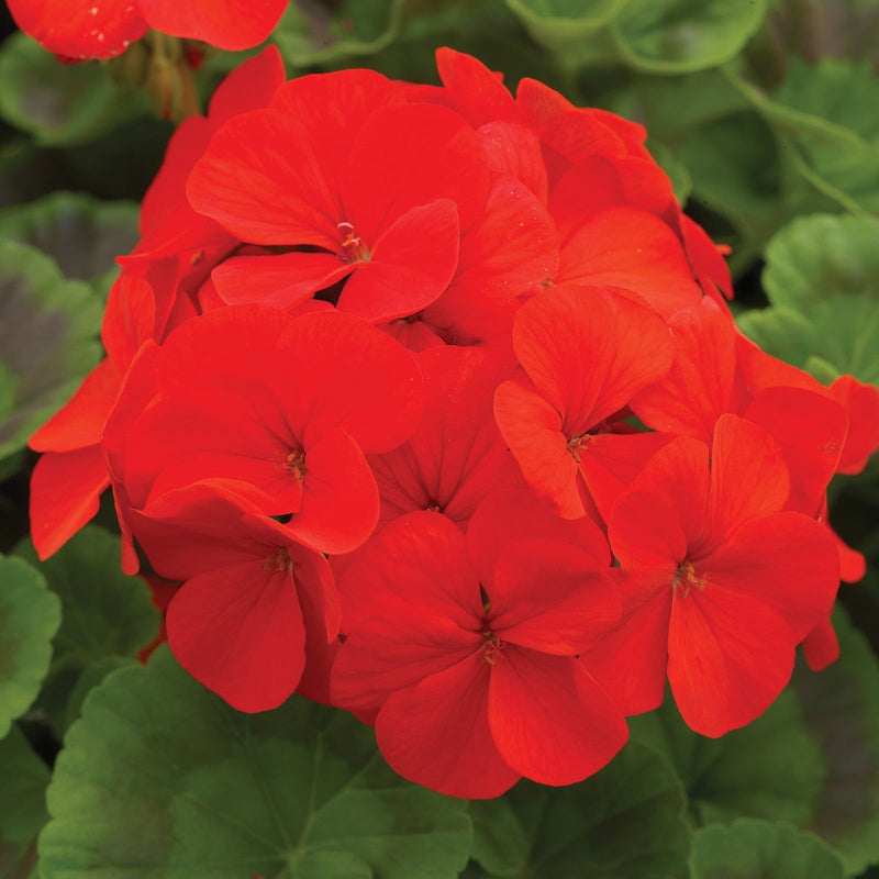 Red Geranium Flower seeds for Planting Premium Quality Heirloom & GMO Free Seeds for Home Garden
Sale seeds for home garden planting