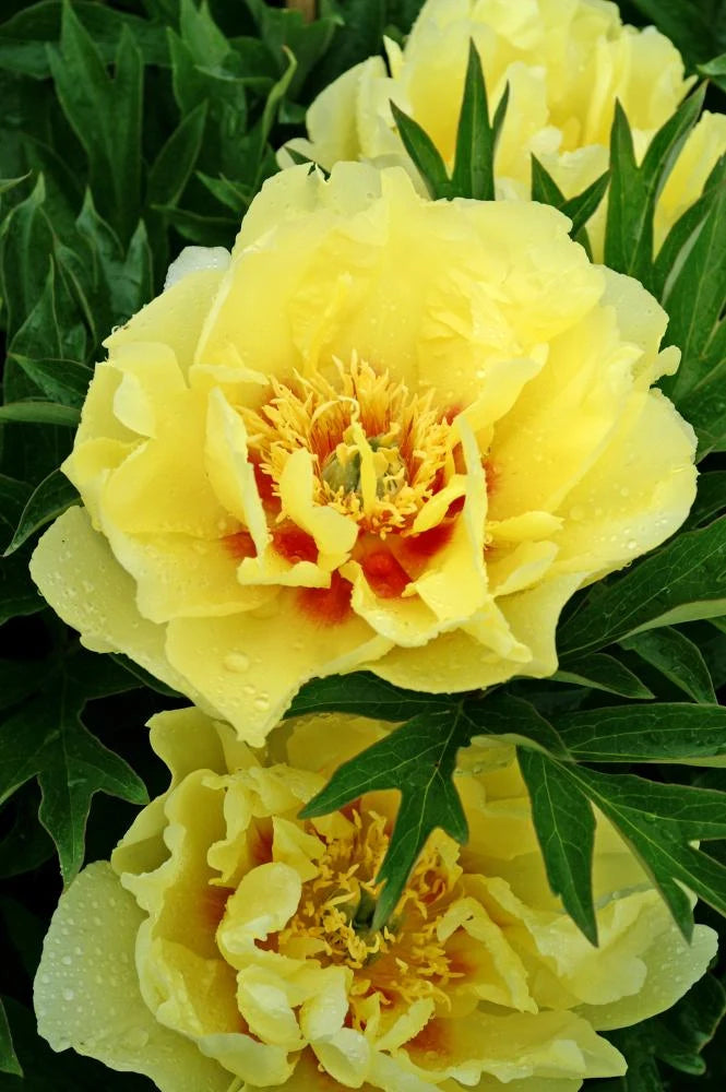 Bartzella Flower seeds for Planting - Hardy Variety, Heirloom & GMO Free Seeds for Home Garden
