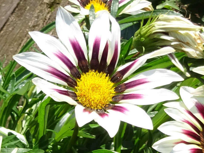 Violet Rigens Flower seeds for Planting - Wildflower Mix, Heirloom & GMO Free Seeds for Home Garden
