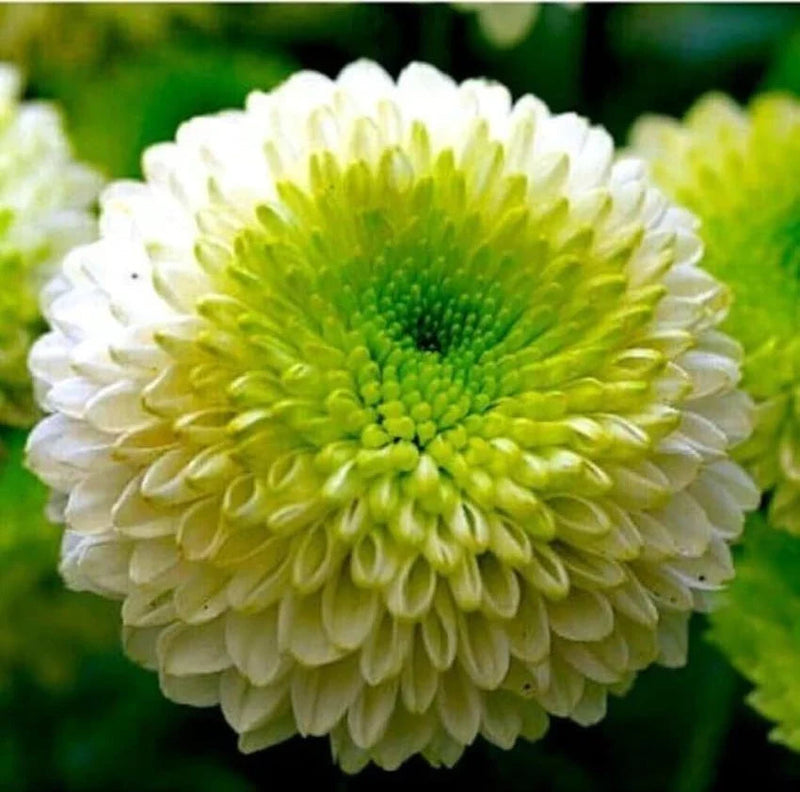 Green White Chrysanthemum Flower seeds for Planting - Bright Blooms, Heirloom & GMO Free Seeds for Home Garden
Sale seeds for home garden