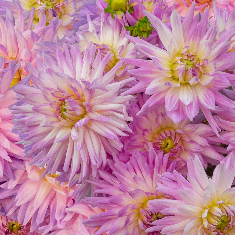 Karma Amanda Violet White Bicolor Dahlia Flower seeds for Planting Wildflower Mix Heirloom & GMO Free Seeds for Home Garden
Sale seeds for home garden planting