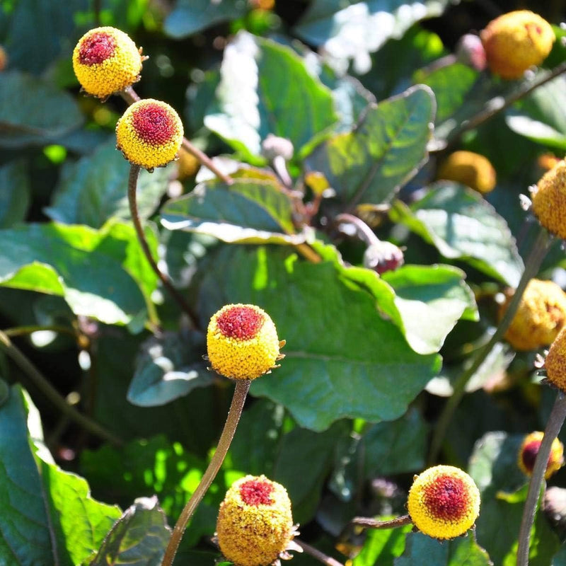 Paracress SpotFlower seeds for Planting - Colorful Display, Heirloom & GMO Free Seeds for Home Garden
Sale for planting in home garden