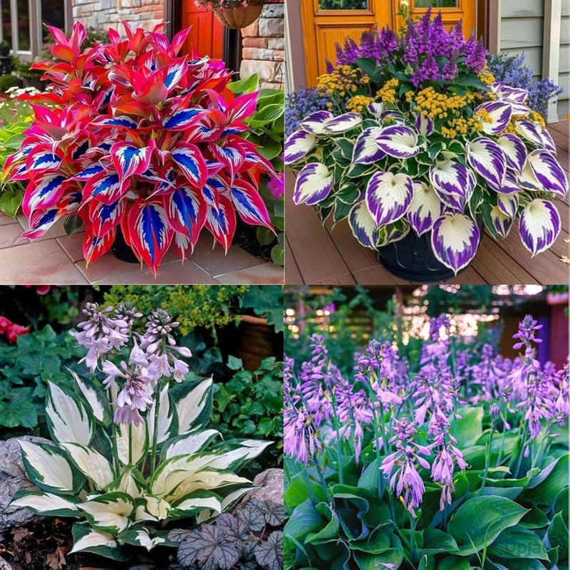 Heirloom Montana Hosta Seeds Flower seeds for Planting Wildflower Mix Heirloom & GMO Free Seeds for Home Garden