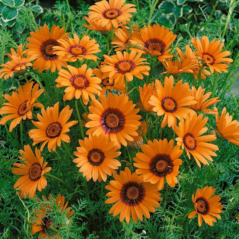 Orange Anthemoides Flower Seeds for Planting - Vibrant Annual Blooms for Your Garden