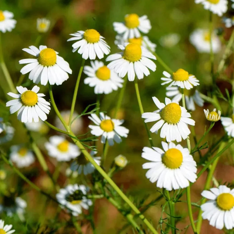Chamaemelum Flower seeds for Planting - Pollinator Friendly, Heirloom & GMO Free Seeds for Home Garden