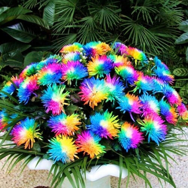 Rainbow Chrysanthemum Flower seeds for Planting - Fragrant Blossoms, Heirloom & GMO Free Seeds for Home Garden
Sale seeds for home garden