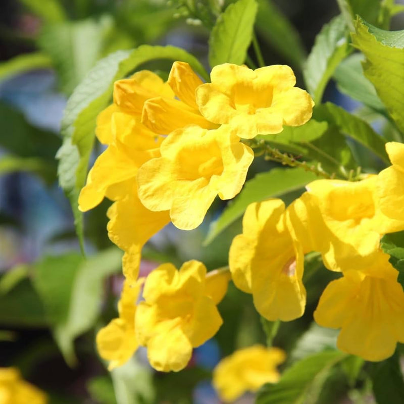 Yellow Cape Honeysuckle Flower seeds for Planting - Colorful Display, Heirloom & GMO Free Seeds for Home Garden