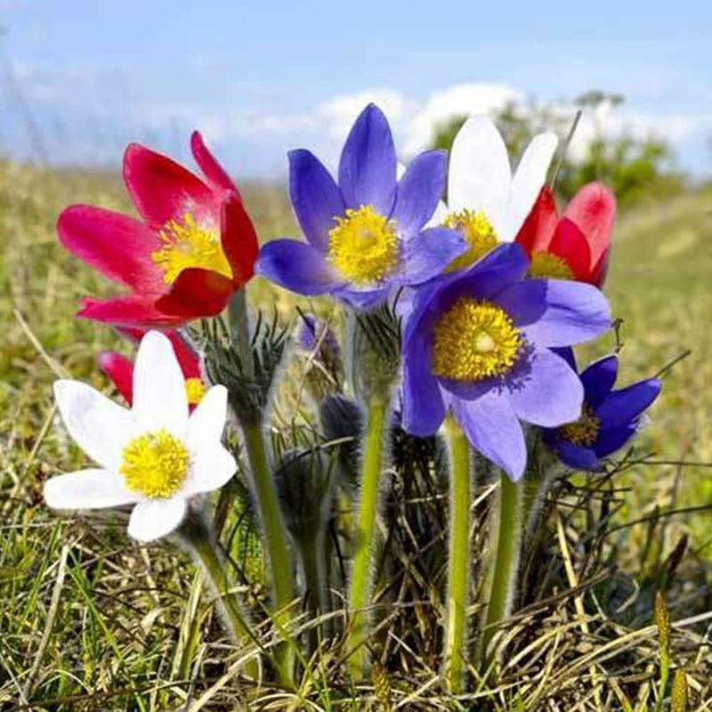 Pulsatilla Flower seeds for Planting - Hardy Variety, Heirloom & GMO Free Seeds for Home Garden
Sale seeds for planting in home garden