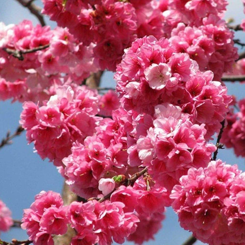 Pink Fraseri Serrulata Flower seeds for Planting - Perfect for Borders, Heirloom & GMO Free Seeds for Home Garden
Sale seeds for home garden