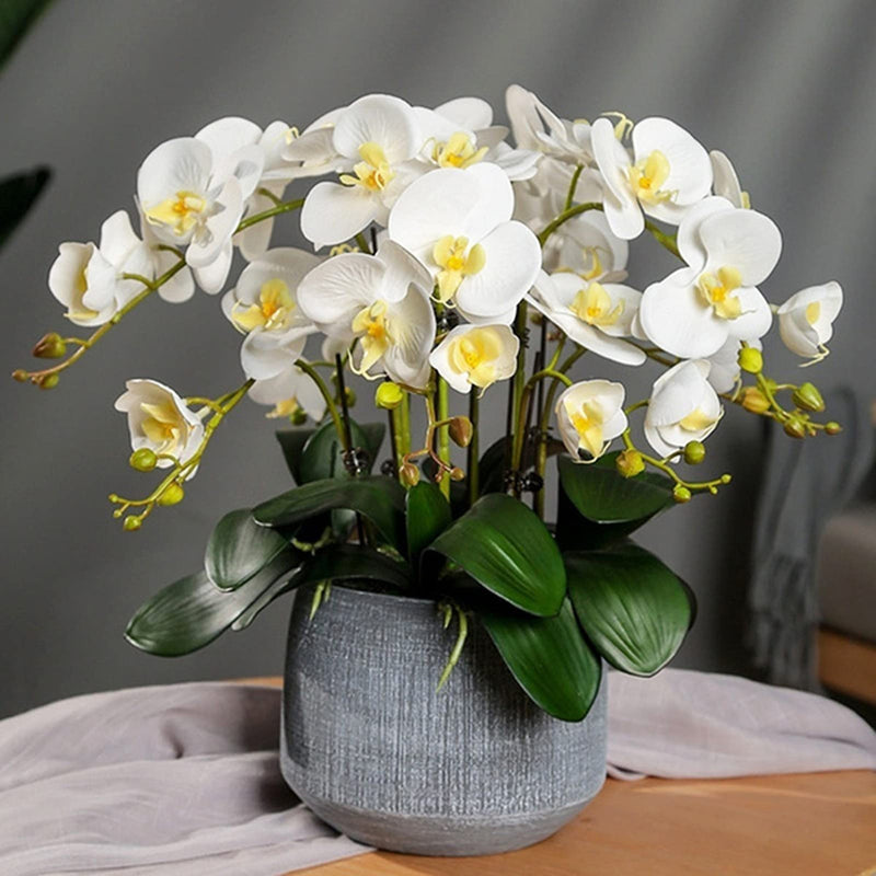 White Phalaenopsis Orchid Flower seeds for Planting - Pollinator Friendly, Heirloom & GMO Free Seeds for Home Garden
Sale seeds for planting in home garden