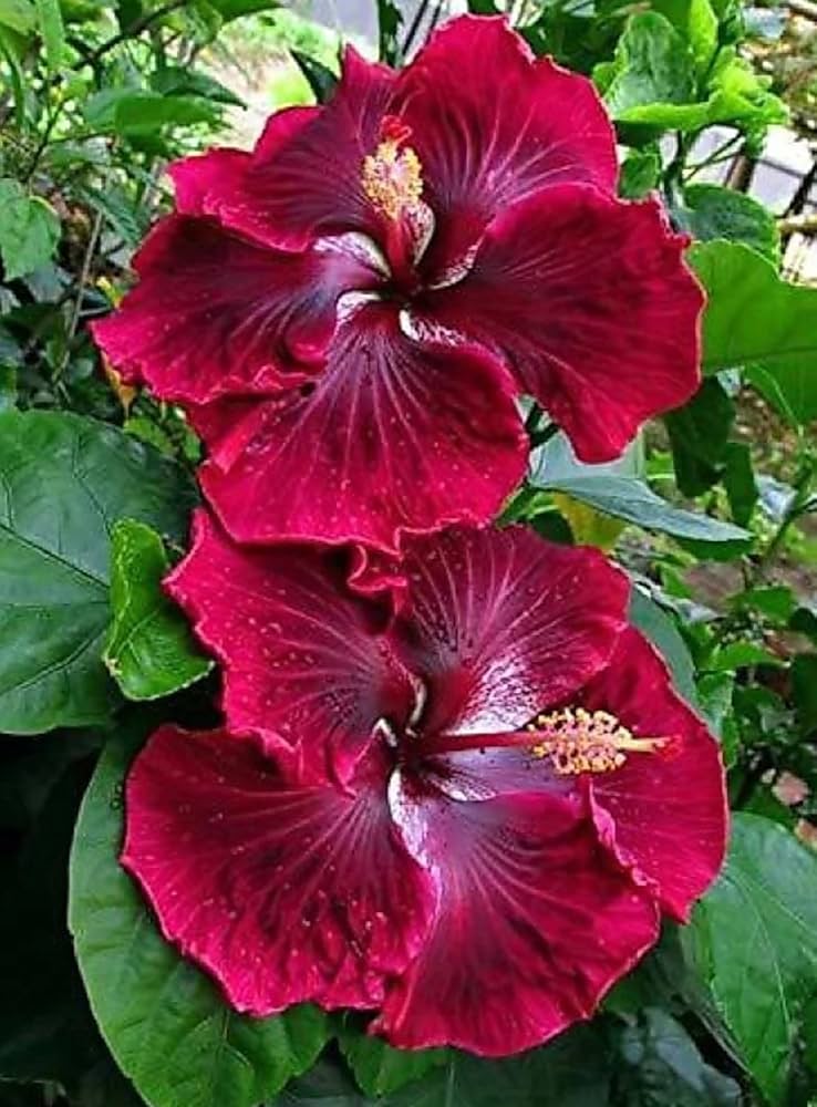 Brown Red Hibiscus Flower Seeds – Premium Quality Heirloom & NonGMO Seeds for Home Garden
Sale