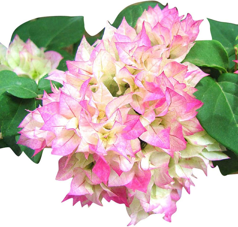 Climbing Bougainvillea Flower seeds for Planting - Low Maintenance, Heirloom & GMO Free Seeds for Home Garden
Sale for planting in home garden.