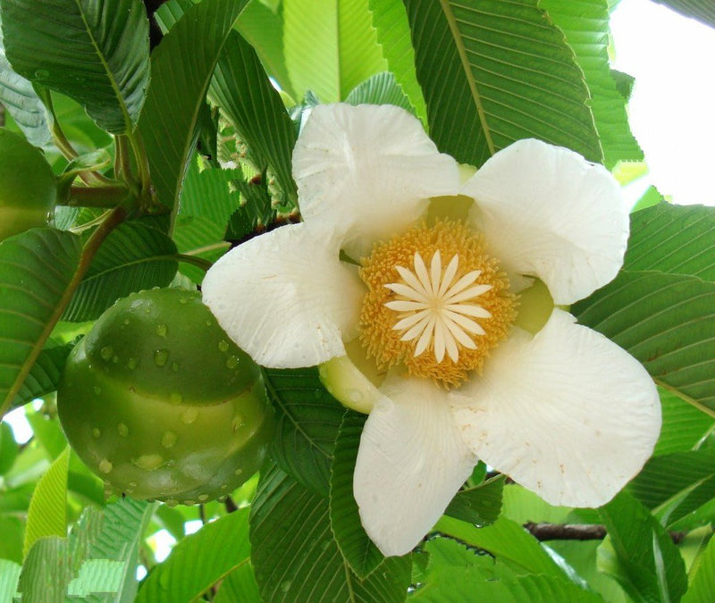 White Dillenia Flower seeds for Planting - Long Bloom Season, Heirloom & GMO Free Seeds for Home Garden