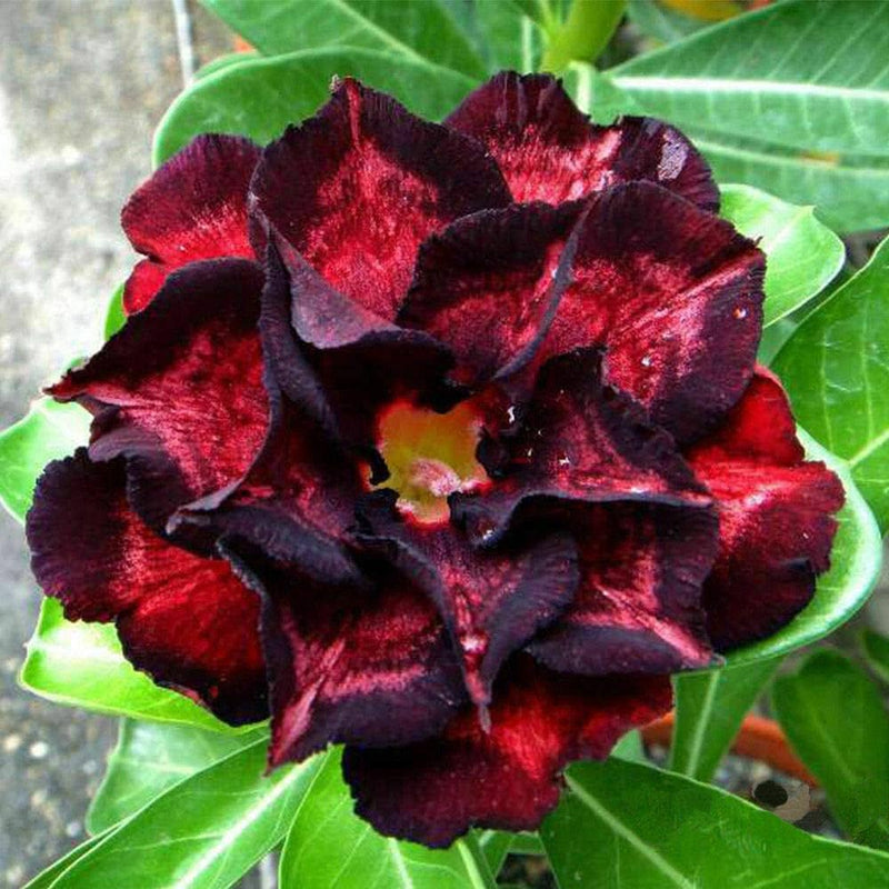 Adenium Flower seeds for Planting - Colorful Display, Heirloom & GMO Free Seeds for Home Garden
Sale seeds for planting in home garden