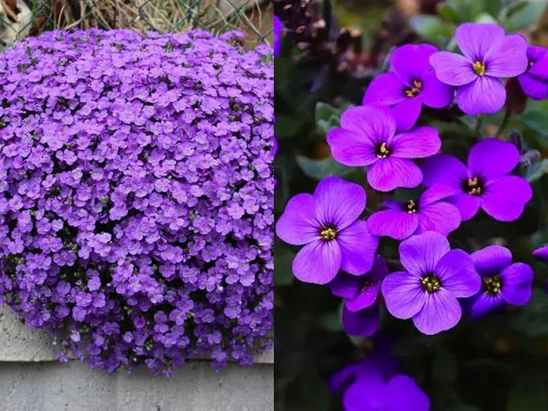 Purple Rock Cress Flower seeds for Planting - Drought Tolerant, Heirloom & GMO Free Seeds for Home Garden