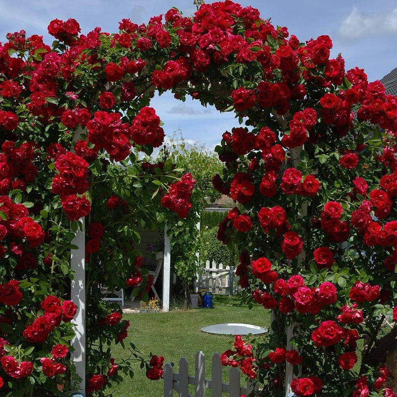 Dark Red Climbing Rose Flower seeds for Planting - Shade Tolerant, Heirloom & GMO Free Seeds for Home Garden