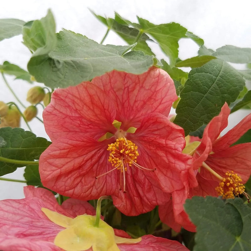 Bellvue Flower seeds for Planting Pollinator Friendly Heirloom & GMO Free Seeds for Home Garden