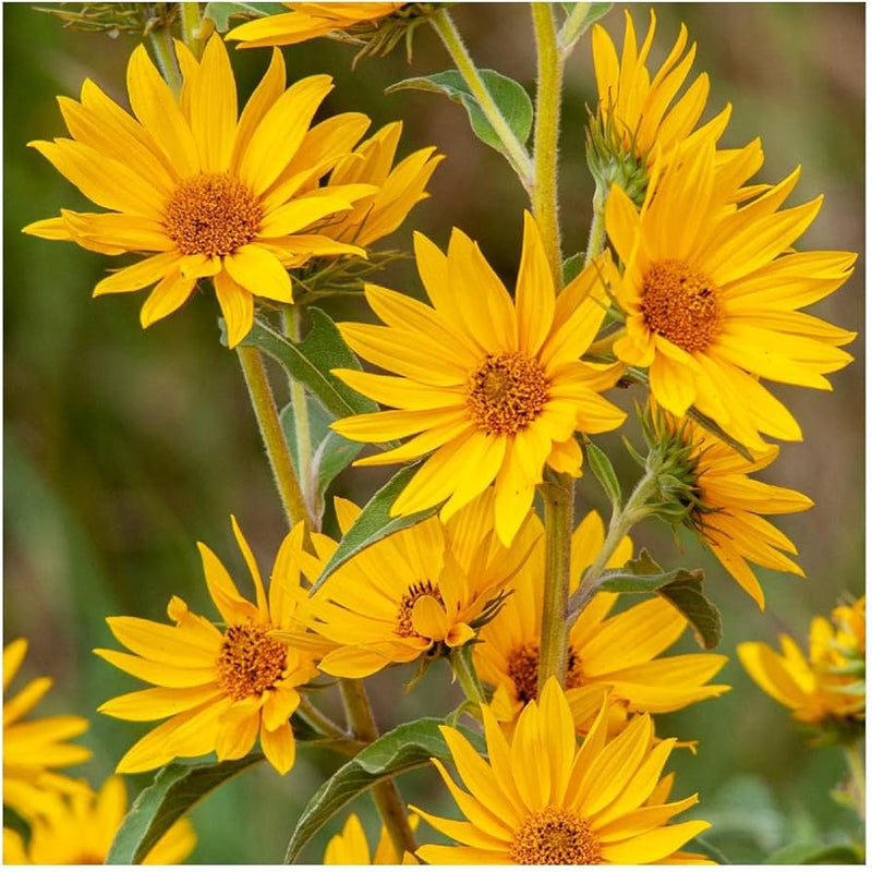 Yellow Maximiliani Flower seeds for Planting - Long Bloom Season, Heirloom & GMO Free Seeds for Home Garden