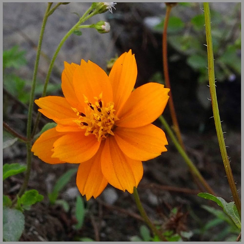 Aster Callistephus chinensis flower seeds