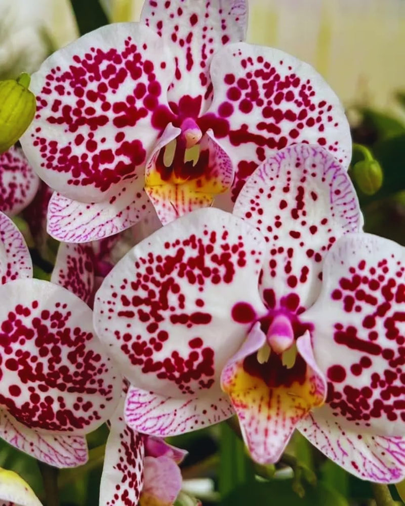 Mixed Phalaenopsis Orchid Flower seeds for Planting - Colorful Display, Heirloom & GMO Free Seeds for Home Garden
