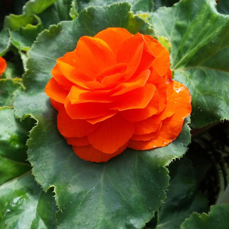 Orange Begonia Flower seeds for Planting - Hardy Variety, Heirloom & GMO Free Seeds for Home Garden
Sale seeds for home garden
