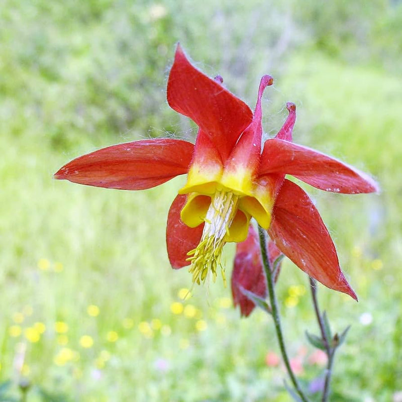 Red Aquilegia Canadensis Flower seeds for Planting - Perfect for Borders, Heirloom & GMO Free Seeds for Home Garden
Sale seeds for planting in home garden