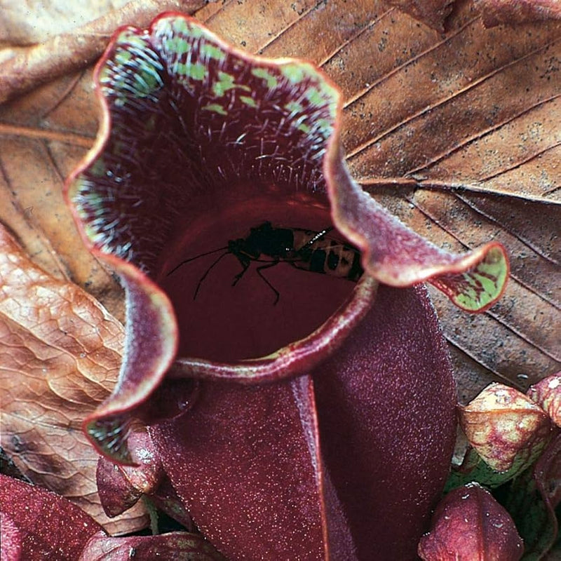 Sarracenia Flower seeds for Planting - Wildflower Mix, Heirloom & GMO Free Seeds for Home Garden