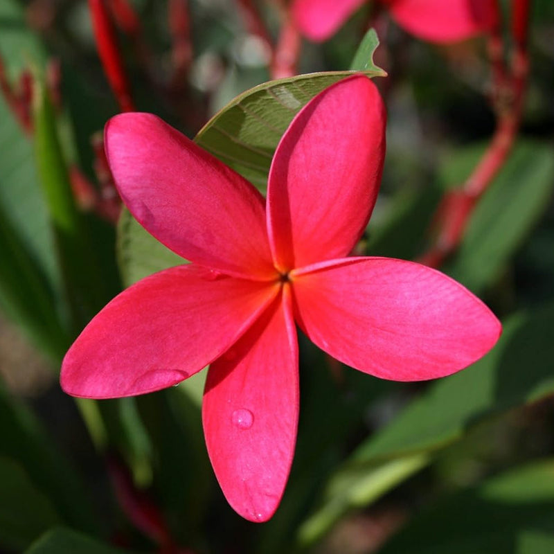 Deep Pink Egg Flower seeds for Planting - Compact Growth, Heirloom & GMO Free Seeds for Home Garden
Sale for planting in home garden
