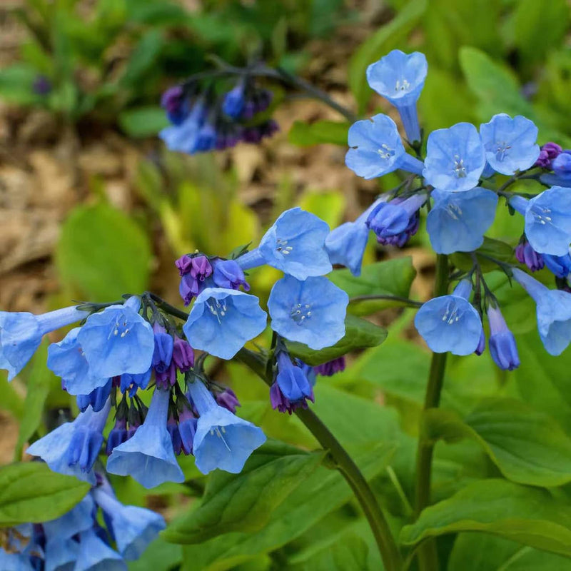 Mertensia Flower seeds for Planting - Cottage Garden Essential, Heirloom & GMO Free Seeds for Home Garden
Sale seeds for home garden
